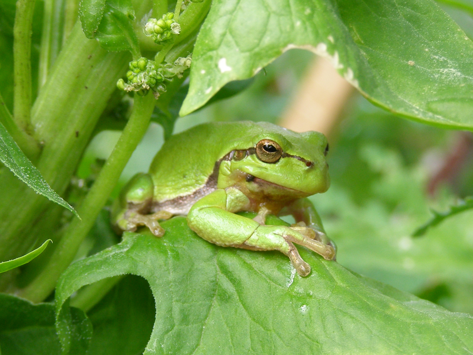 Das Reich der Frösche Wassergärten Paradiesgarten Maag