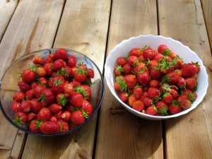 große, rote Erdbeeren aus dem Paradiesgarten Maag