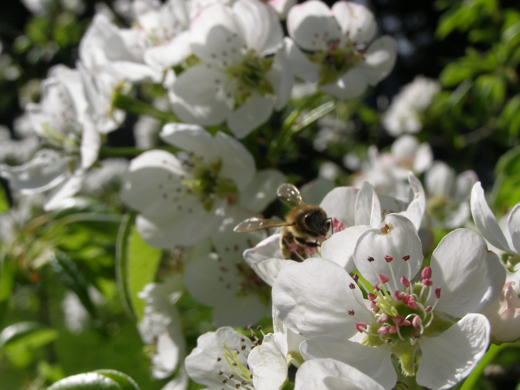 Mini Farming Kurs Paradiesgarten Maag