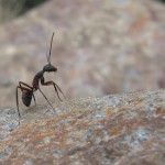 Hilfe bei Ameisen