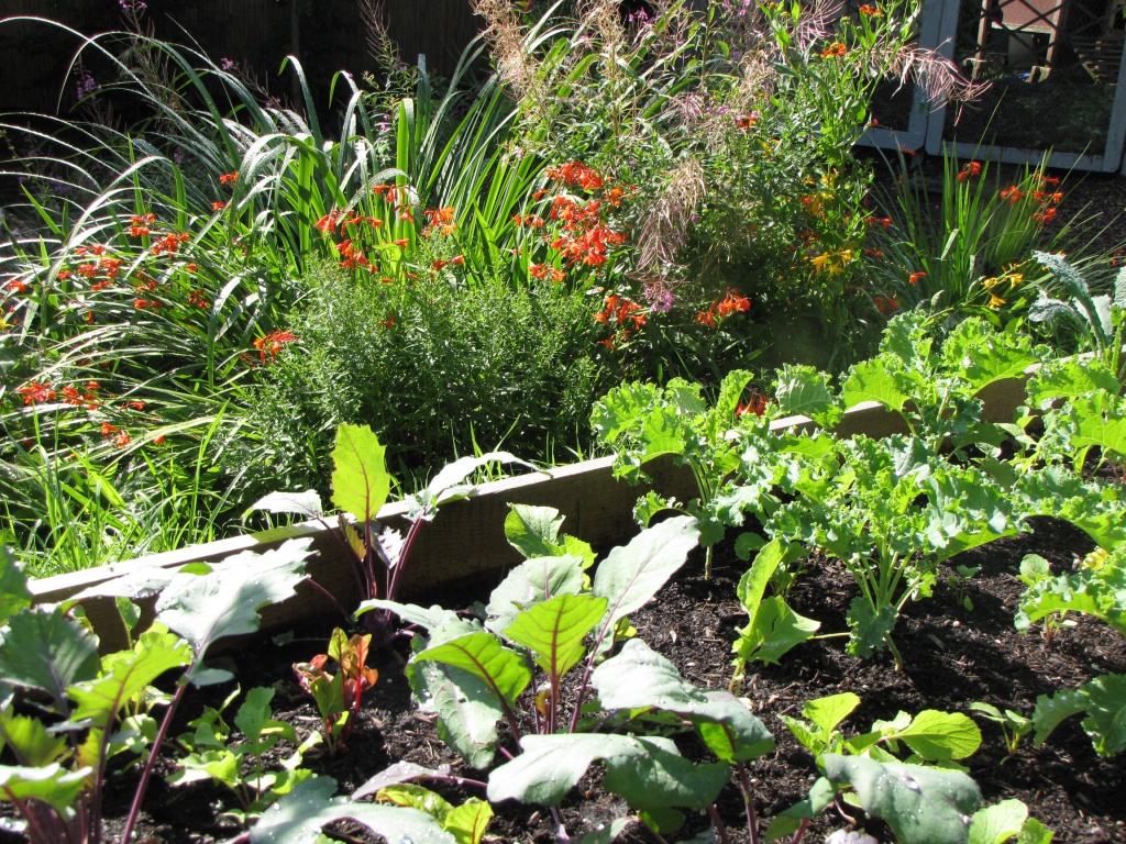 Mini Farming Kurs, Gemüse anbauen