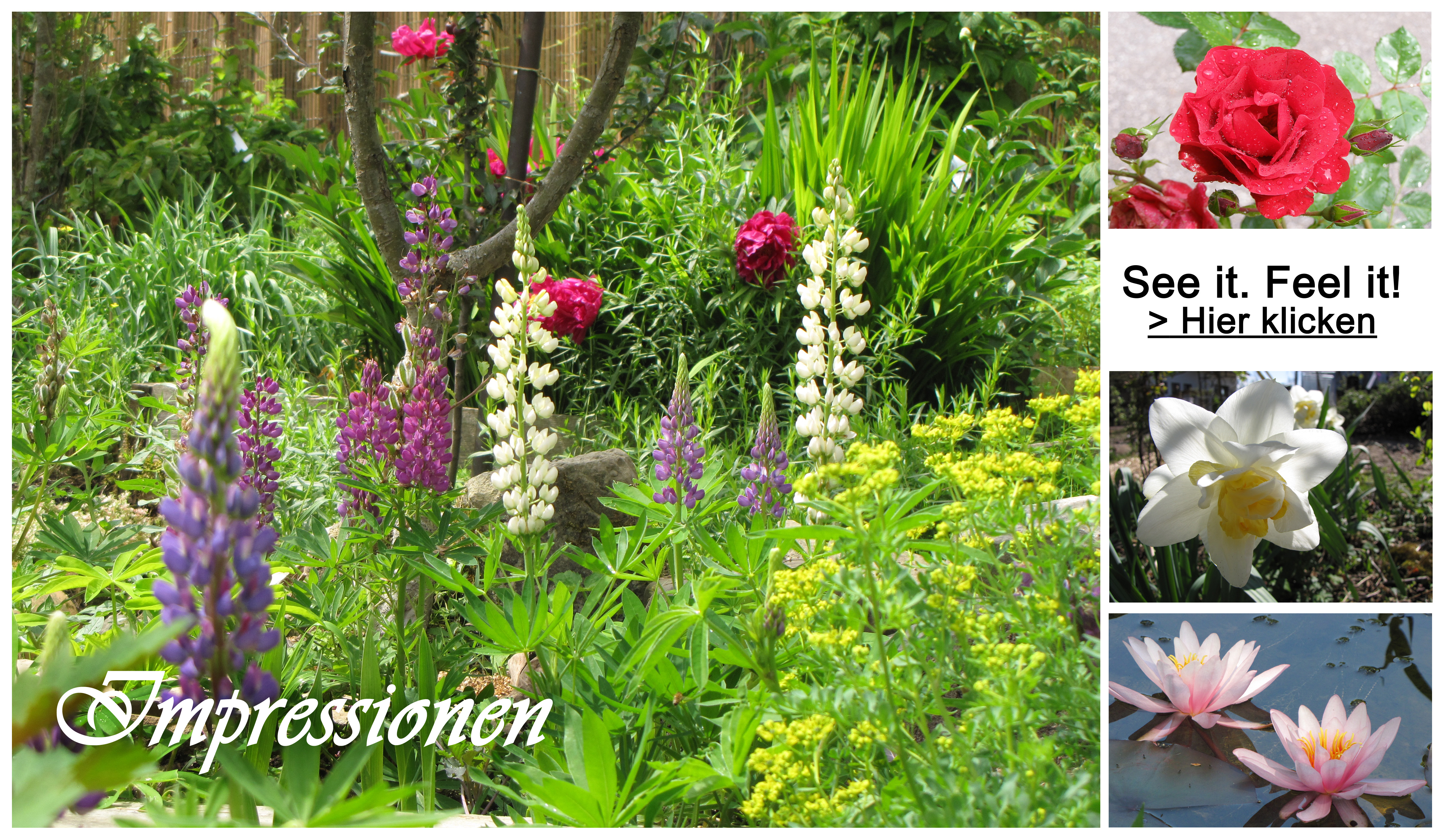 Blüte im Paradiesgarten Maag