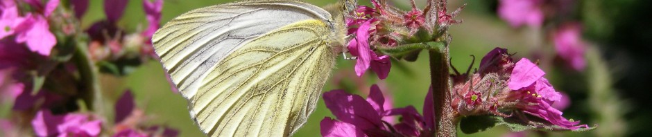 Insekten helfen