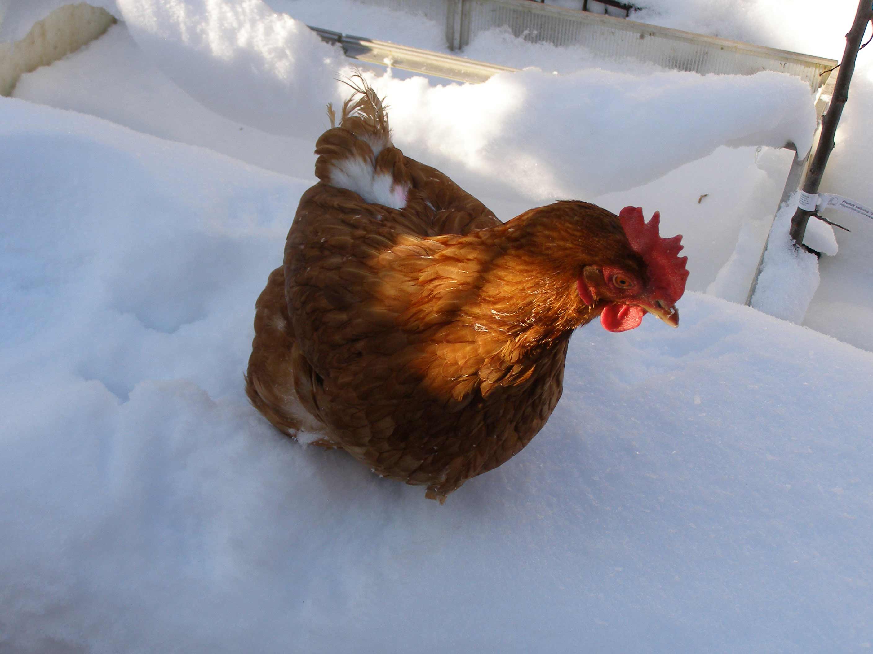 Schneehuhn Schneehuhn im Paradiesgarten
