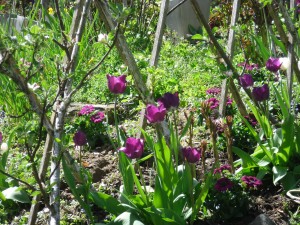 Violette Tulpen