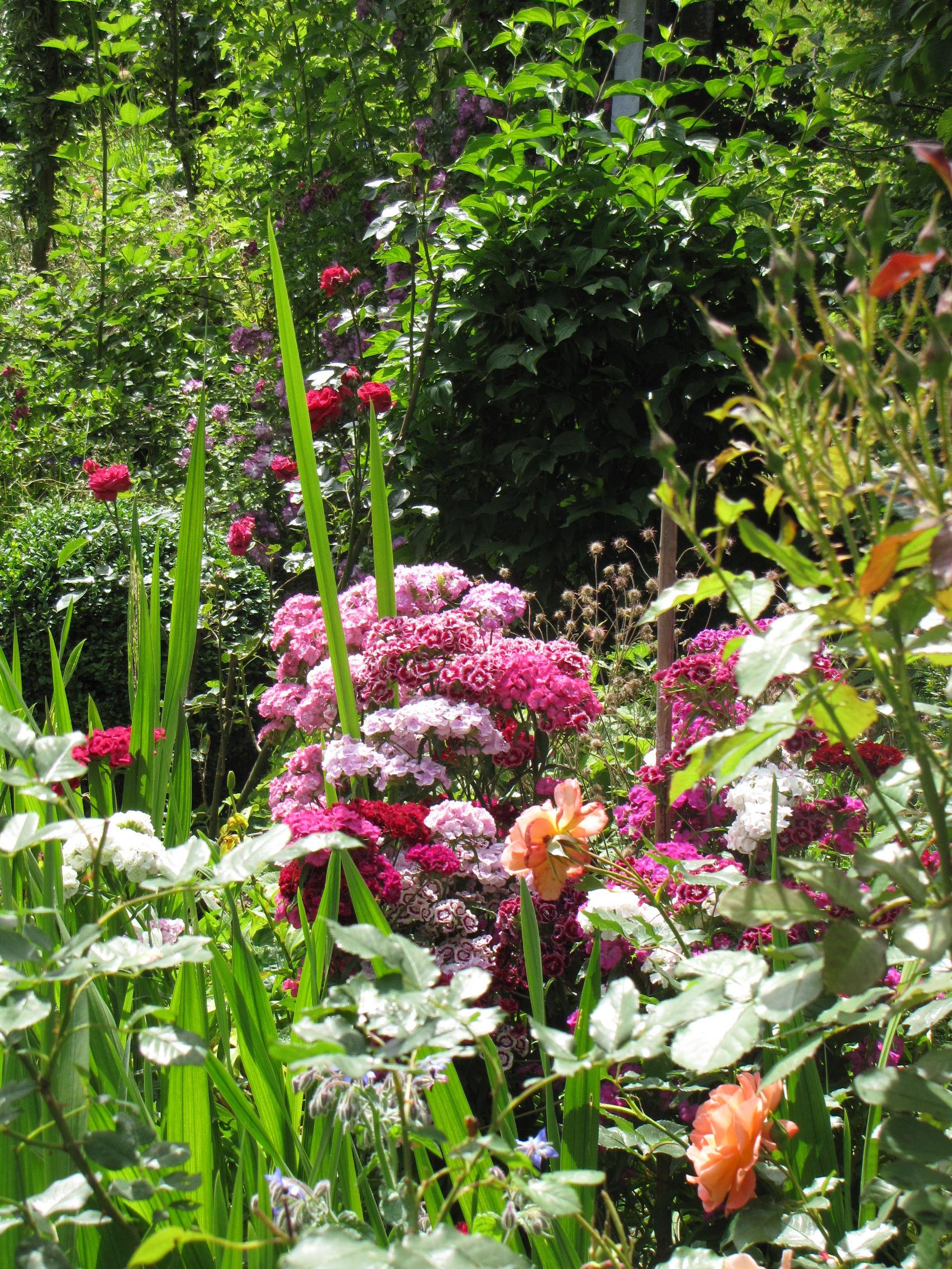 Sibylle Maag Gartendesign