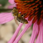 Bienenhaltung Kurs