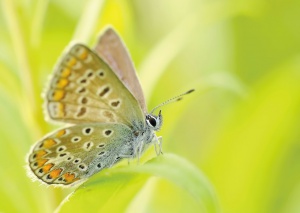 Schmetterling
