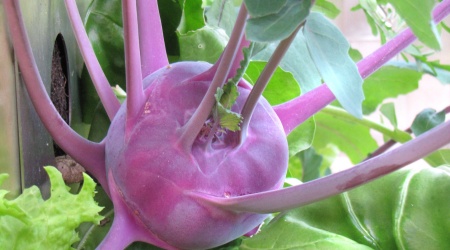 Kohlrabi KUBI