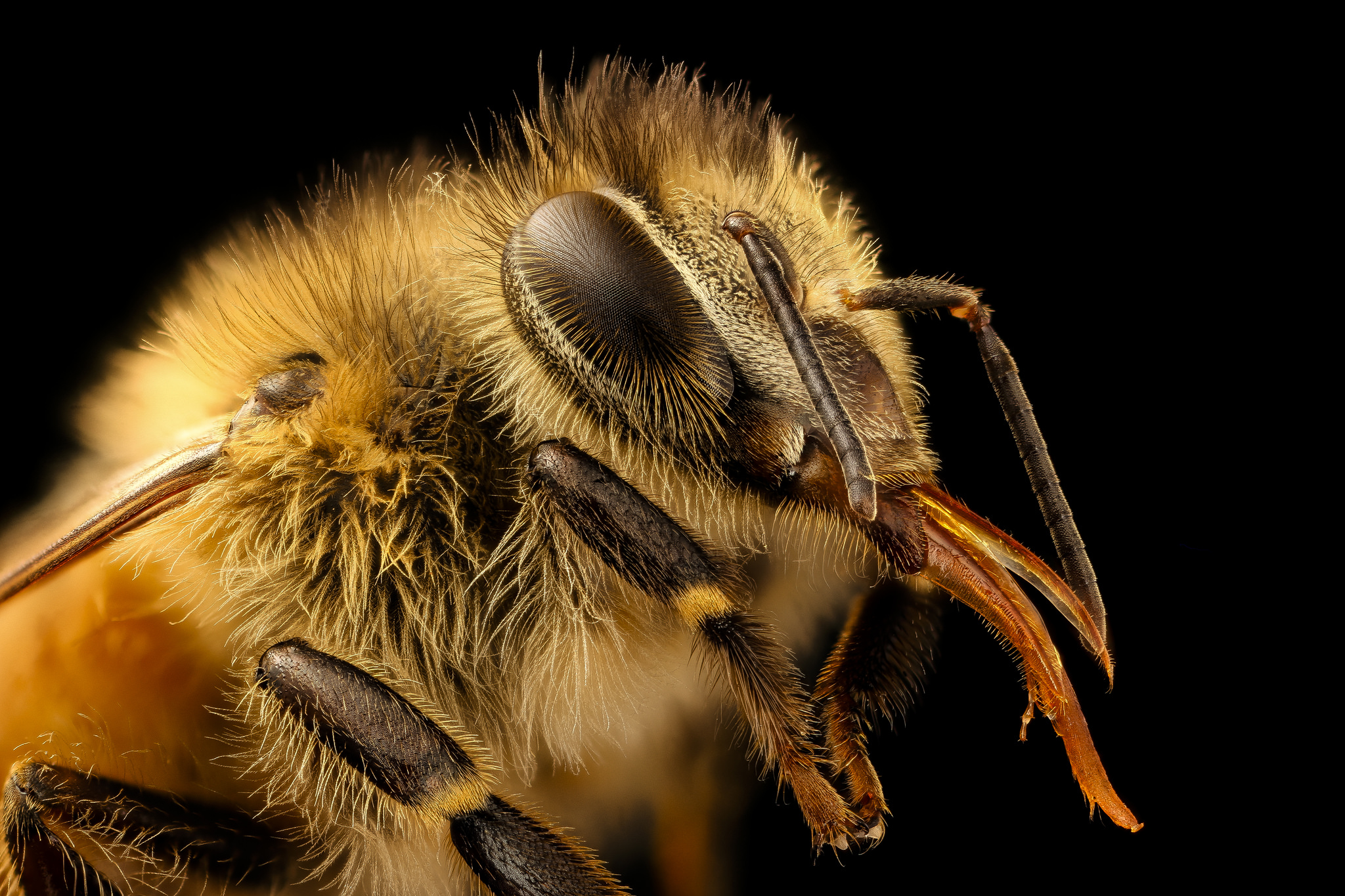 Buch Tipp „Bienen 104 besondere Arten aus aller Welt in