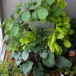 Balkon Hochbeet KUBI, Urban Gardening